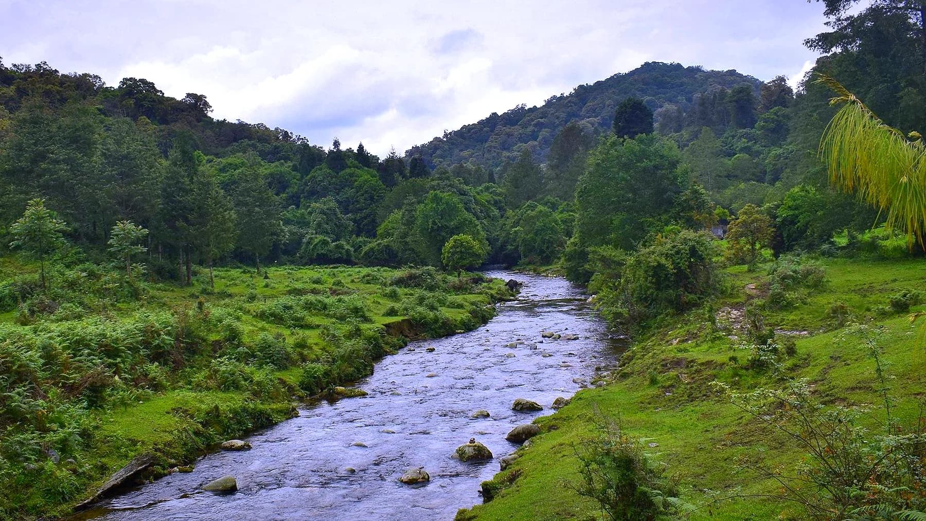 A shallow stream winding through open grass and dense forest on the Talley plateau above Ziro