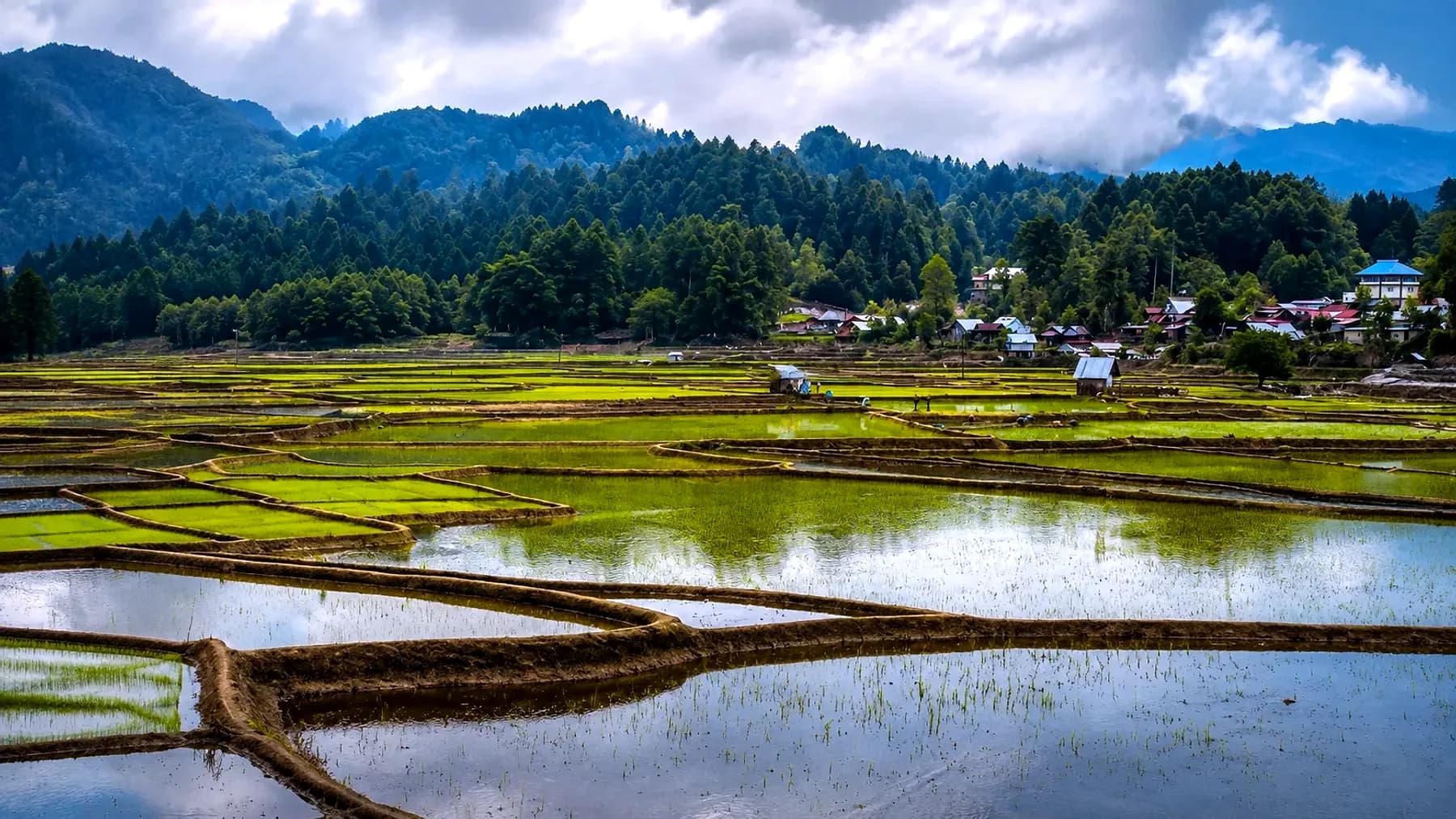 Flooded Apatani paddy terraces at Ziro reflecting the sky, with the village and pine ridges beyond