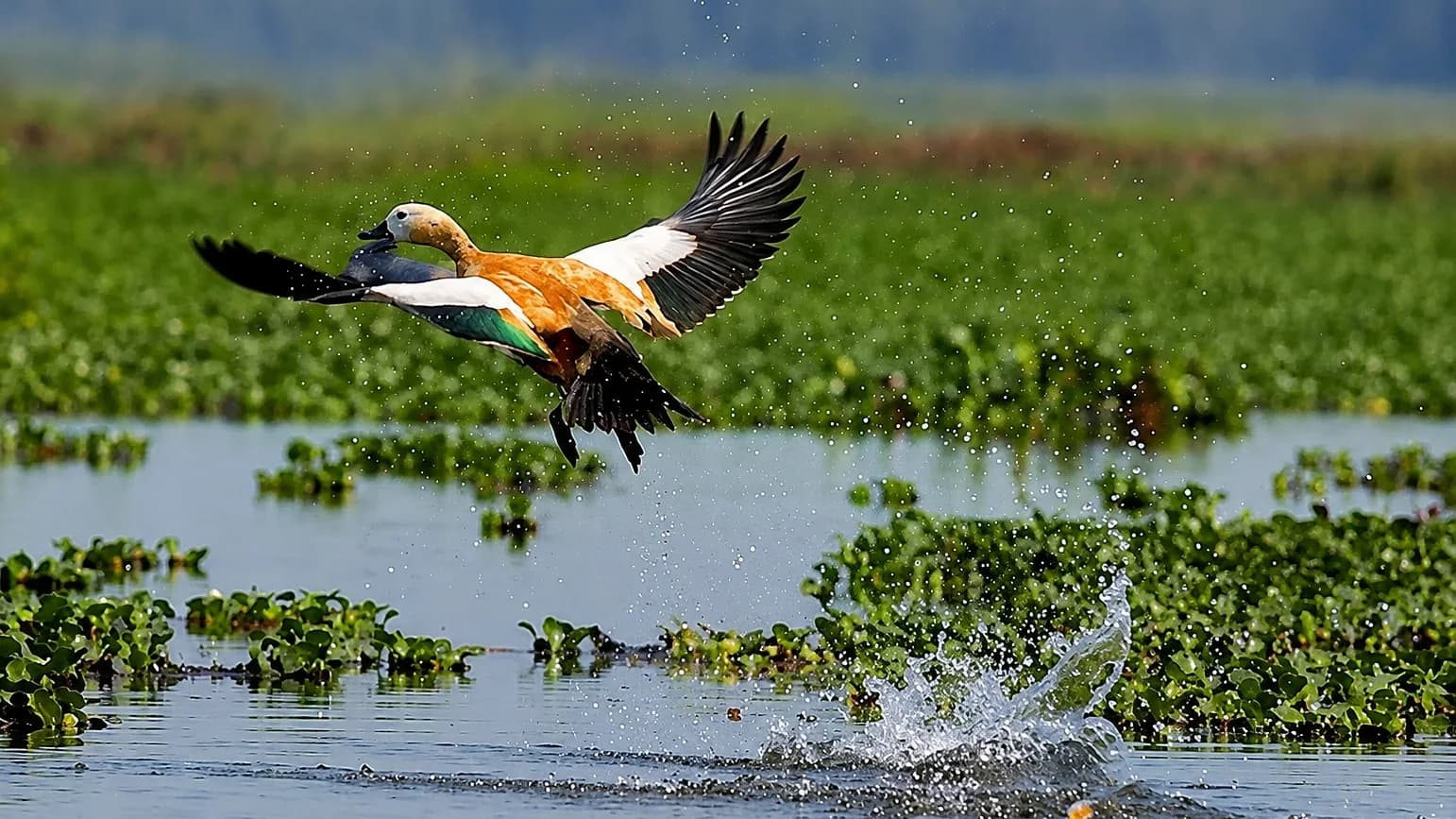 A ruddy shelduck lifting off a weed-covered channel, water breaking behind it