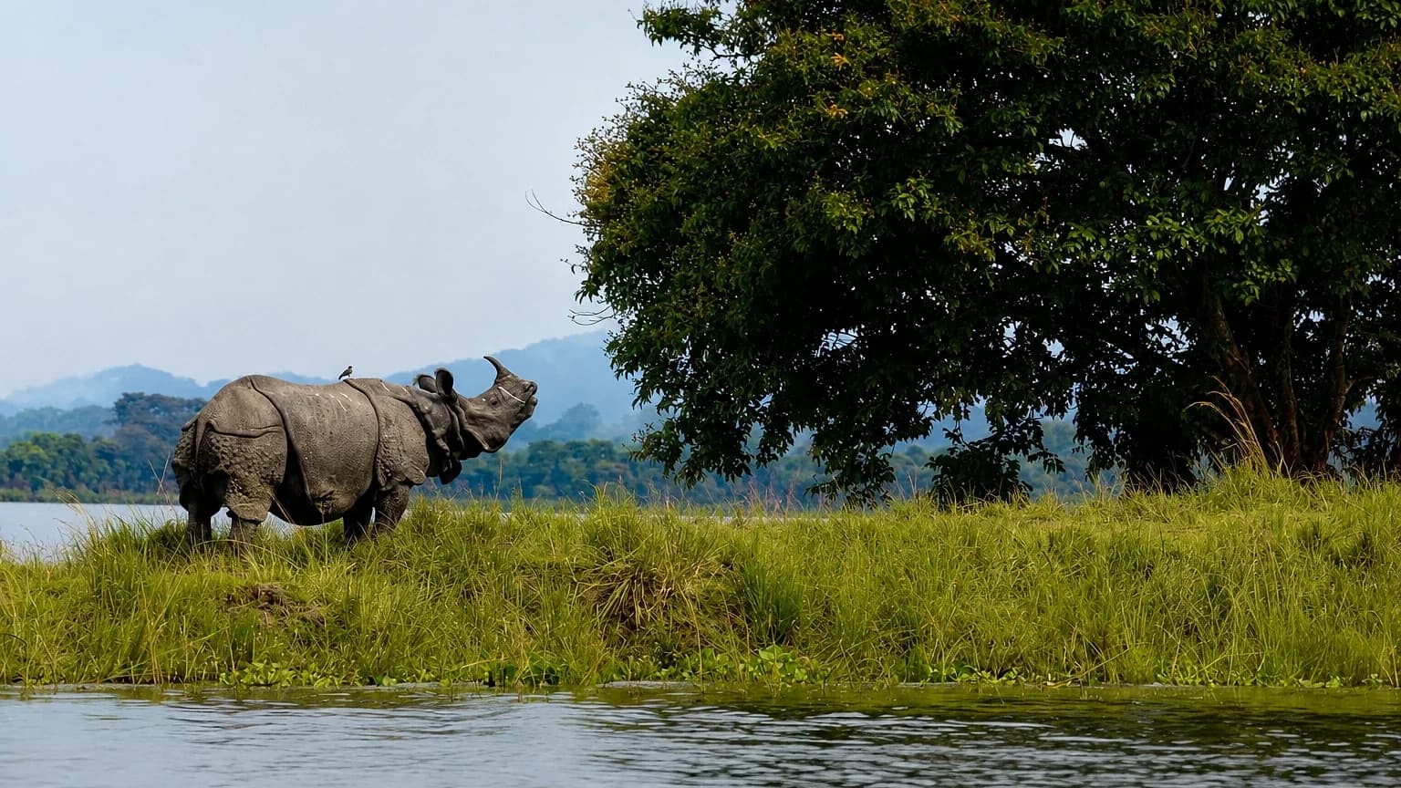 A one-horned rhino standing in the grass at the water's edge in Kaziranga, forested hills beyond
