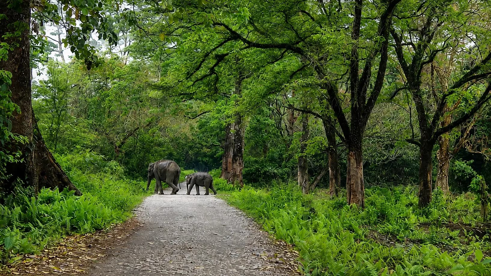 An elephant and its calf crossing a forest track at Manas, dense green closing over the road