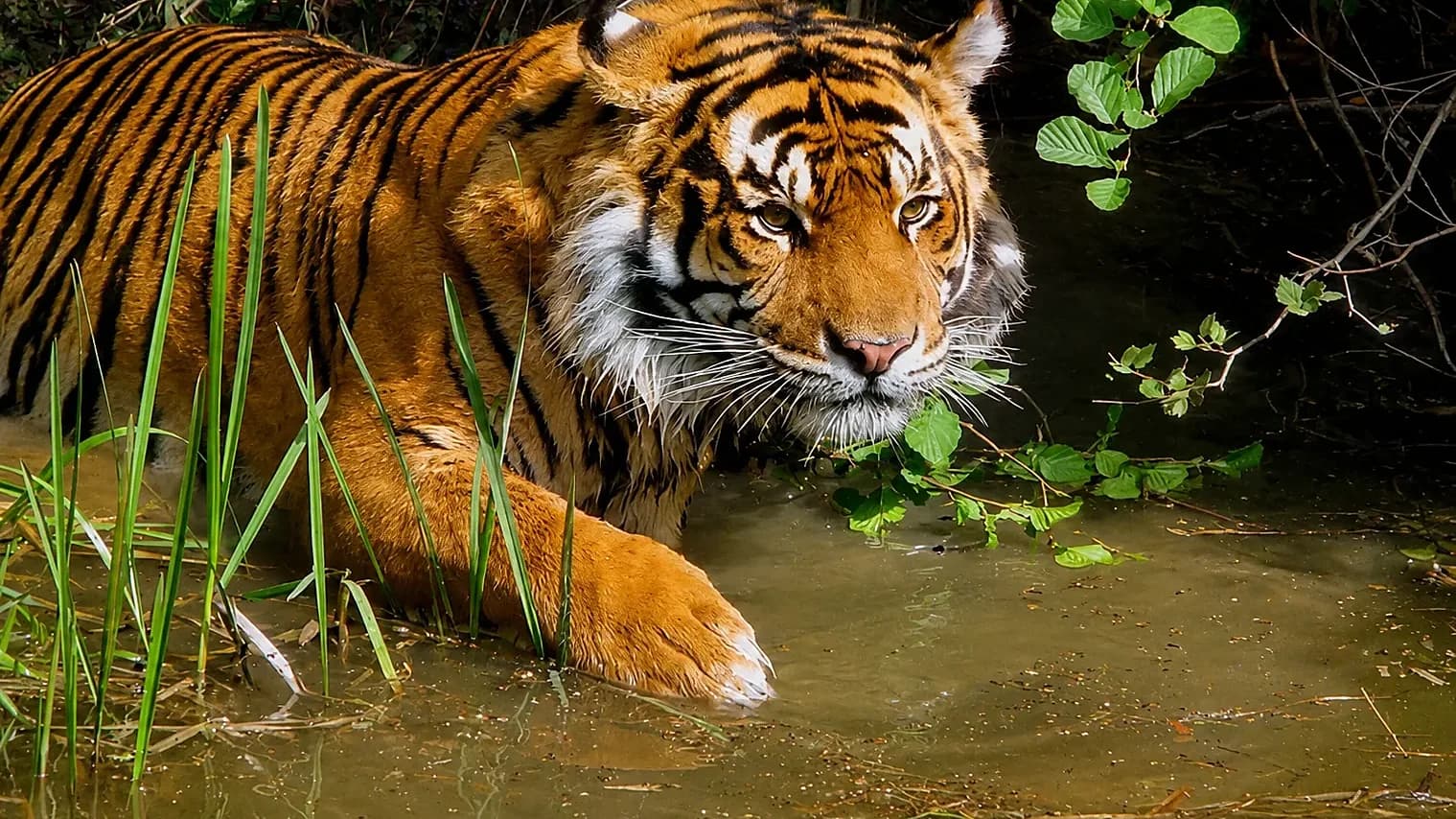 A tiger crouched at the edge of a forest pool, one paw in the shallows