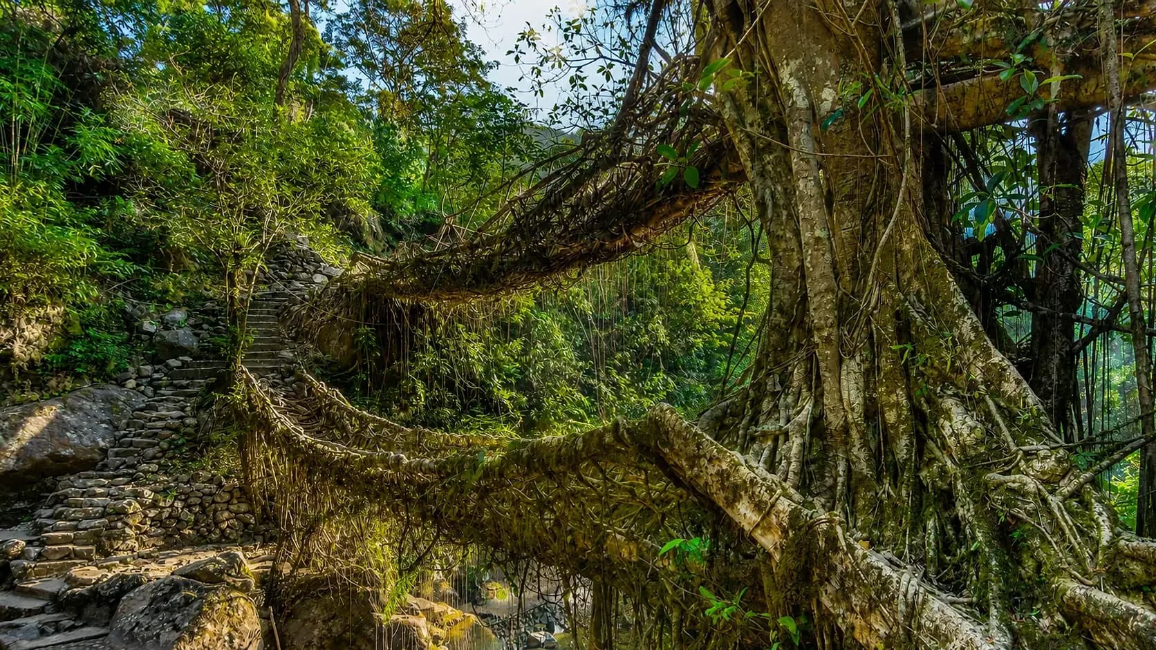 The double-decker living root bridge at Nongriat, two woven spans crossing the stream under dense forest