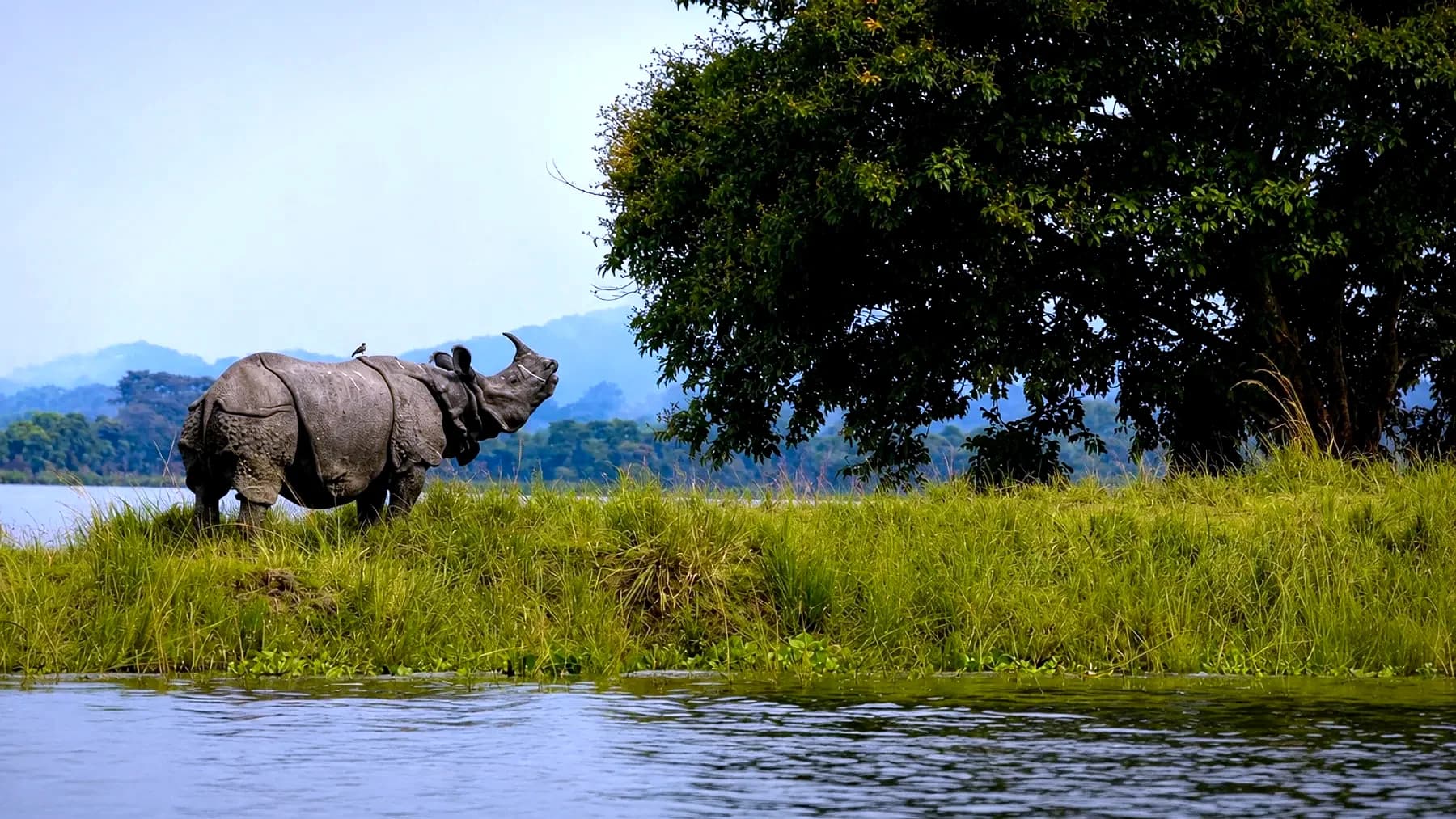 A greater one-horned rhino on a grass bank above the water at Kaziranga, with the far shore behind